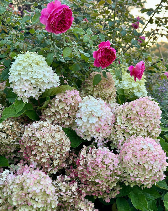 Кольори та форми Садові композиції з гортензіями: поєднання кольорів та форм у ландшафті.
