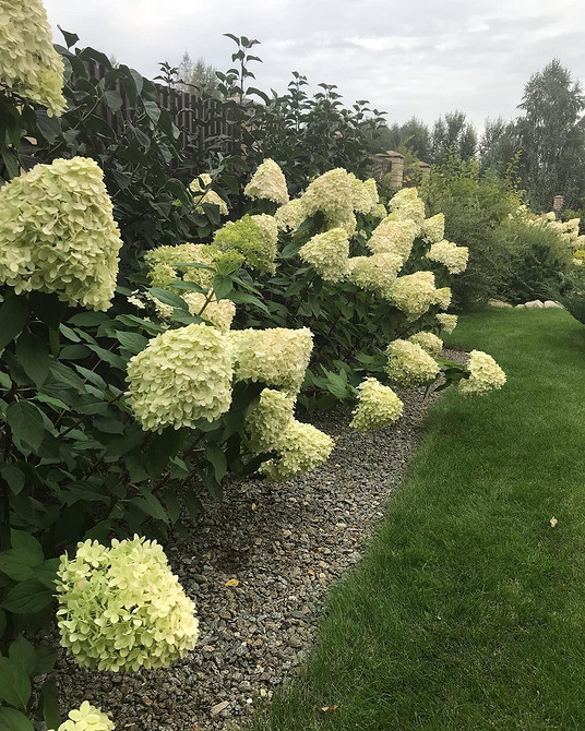 Гортензії в саду Гортензія в ландшафтному дизайні: ідеї для гарного квітника з іншими рослинами.