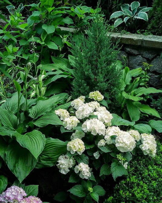 Гортензія та компаньйони Гортензія в ландшафтному дизайні: ідея квітника з поєднанням різних рослин