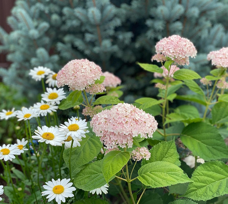Гармонія в ландшафті Гортензія в ландшафтному дизайні: ідеї для гармонійного поєднання рослин.