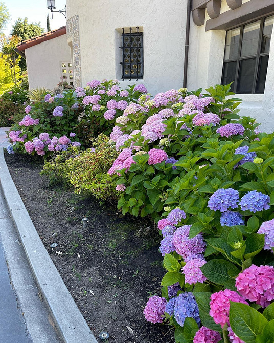 Гортензія і хвойні Гортензія в ландшафтному дизайні: гармонійне поєднання з хвойними рослинами.