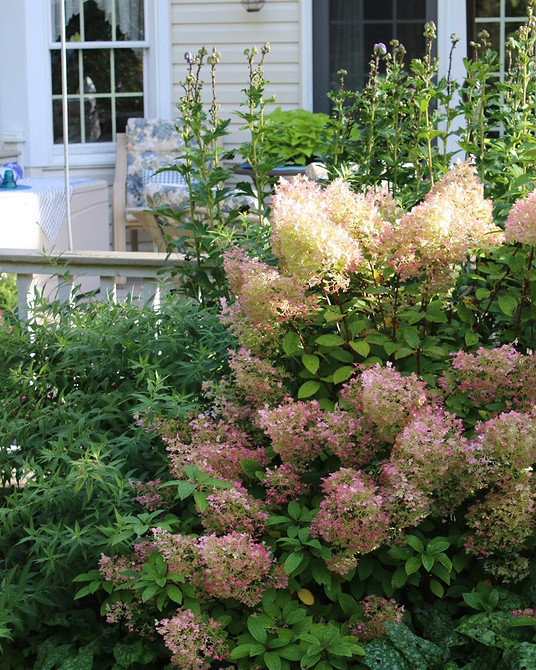 Кольорові гортензії Ландшафтний дизайн з гортензіями: кущі гортензій різних кольорів у саду.