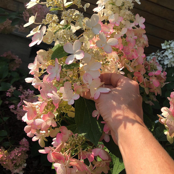 Морозостійкі гортензії Морозостійкі сорти гортензій для вирощування в українському кліматі.