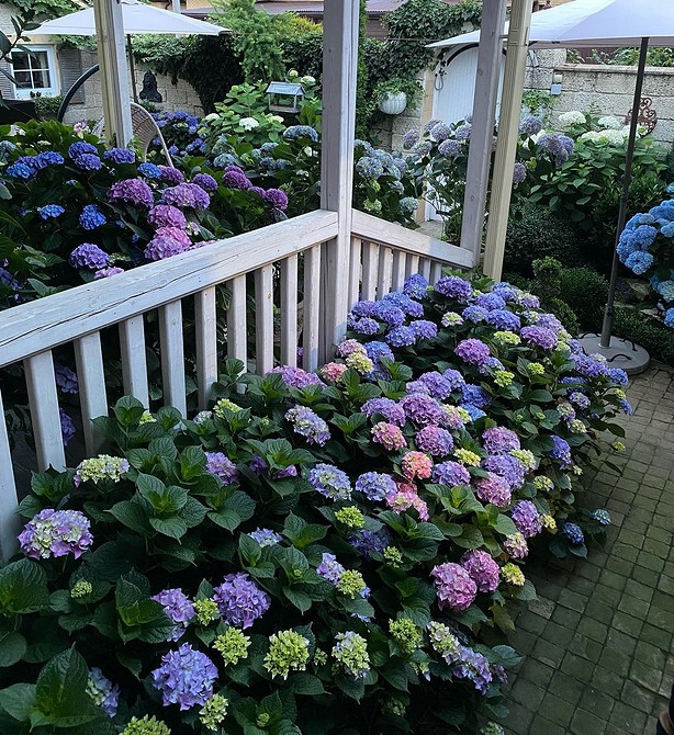 Невибаглива гортензія Гортензія в ландшафтному дизайні: ідеї для невеликого саду, компактні сорти.