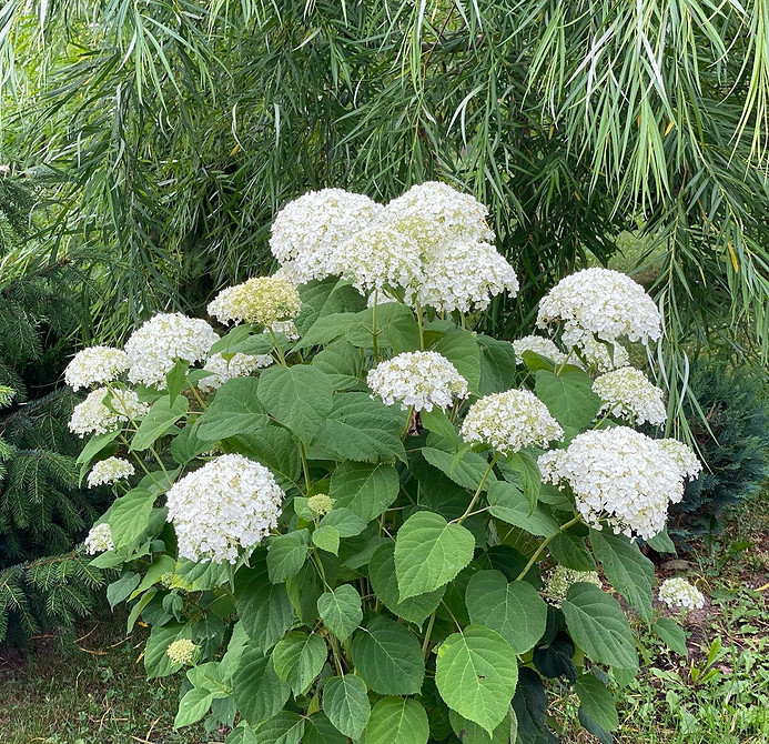Морозостійкі гортензії Морозостійкі сорти гортензій: гарний квітник навіть у холодних регіонах.
