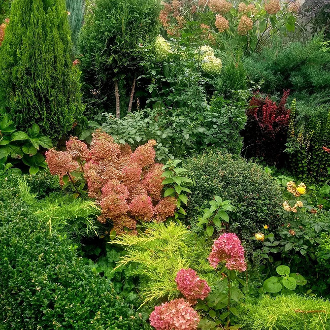 Затишний сад з гортензією Ландшафтний дизайн з гортензіями: ідеї для створення затишного і красивого саду.