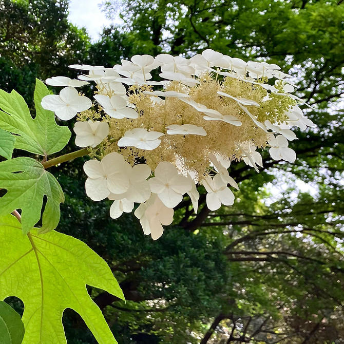 Гармонія в саду Гортензія в ландшафтному дизайні: ідеї для красивого та гармонійного поєднання з рослинами.