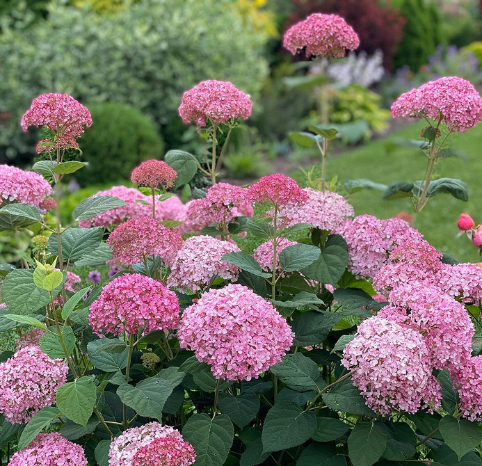 Гортензії та трави Квітучі кущі гортензій в ландшафтному дизайні з декоративною травою.