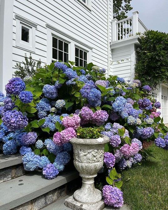 Кольорова гама гортензій Гортензії різних кольорів у садовому дизайні: від ніжних до яскравих відтінків.