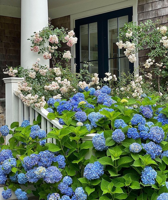 Елегантний сад з гортензіями Елегантний ландшафтний дизайн з гортензіями: ідеї для вашого саду.