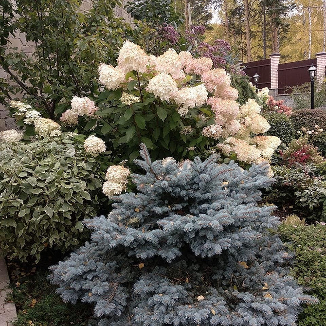 Кольори гортензій Варіанти садового дизайну з гортензіями: поєднання кольорів та текстур для гармонії.