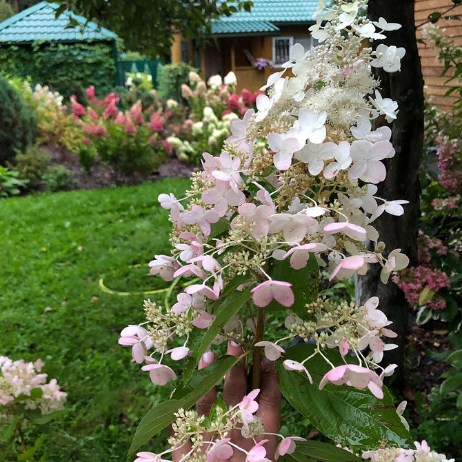 Гортензії та хвоя Гортензія в ландшафтному дизайні: поєднання з хвойними рослинами.