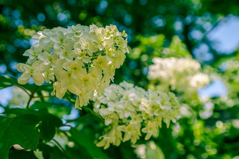 Квітник з гортензіями Ландшафтний дизайн з гортензіями: ідеї для красивого квітника та поєднання з іншими рослинами.