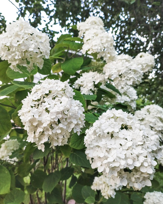 Затишний куточок Садові композиції з гортензіями: ідеї для створення затишного куточка відпочинку.