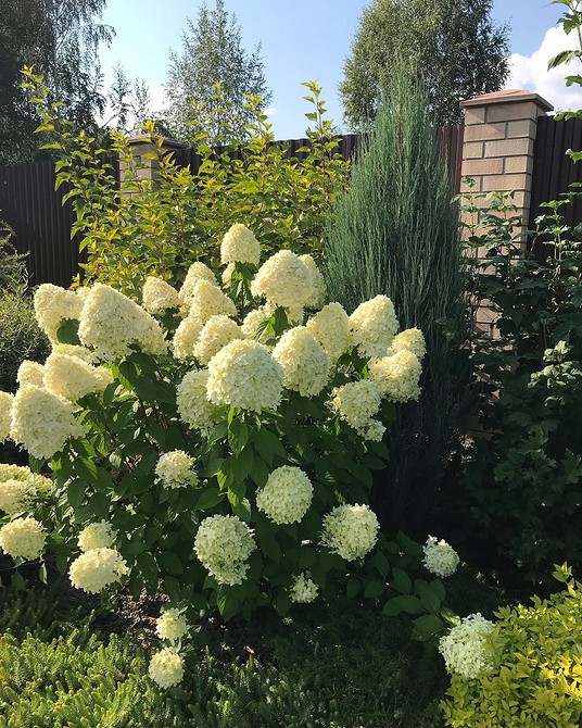Дизайн саду з гортензіями Ідеї ландшафтного дизайну з гортензіями для красивого саду та квітника.
