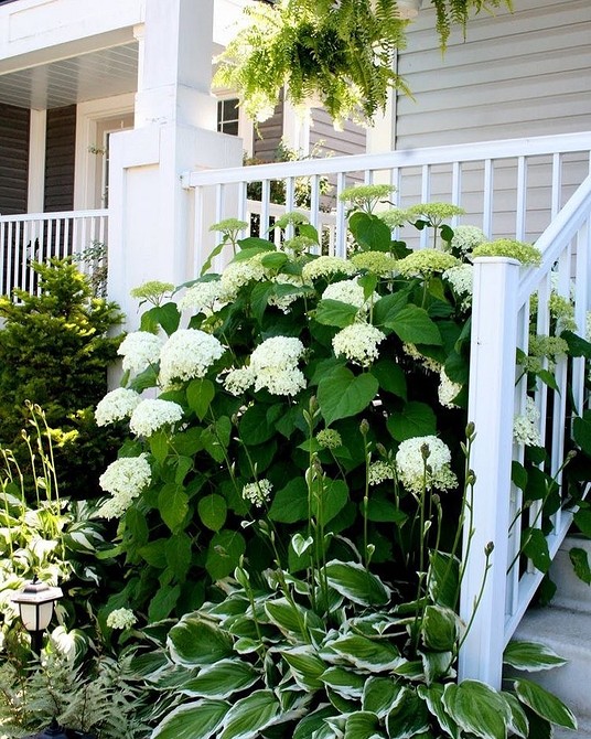 Гортензія в саду Садовий дизайн з гортензіями: ідеї для поєднання з різноманітними рослинами