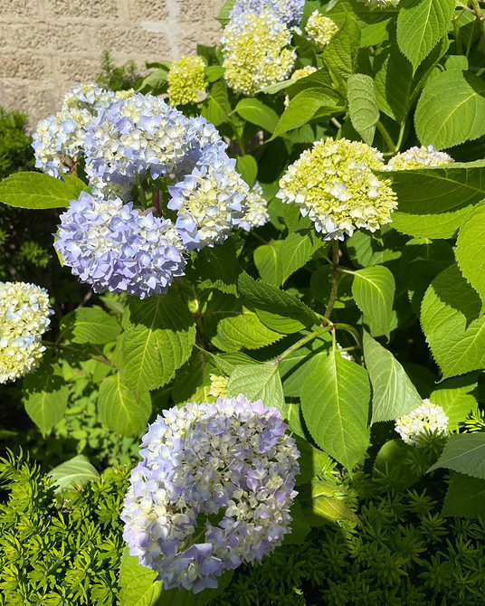 Пишне цвітіння Квітучі гортензії в ландшафтному дизайні: гармонійне поєднання з іншими квітами