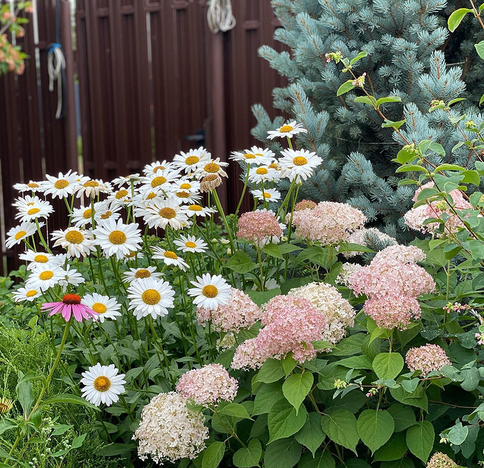 Гортензії в квіткових композиціях Квітник з гортензіями: ідеї дизайну та поєднання з іншими садовими рослинами.