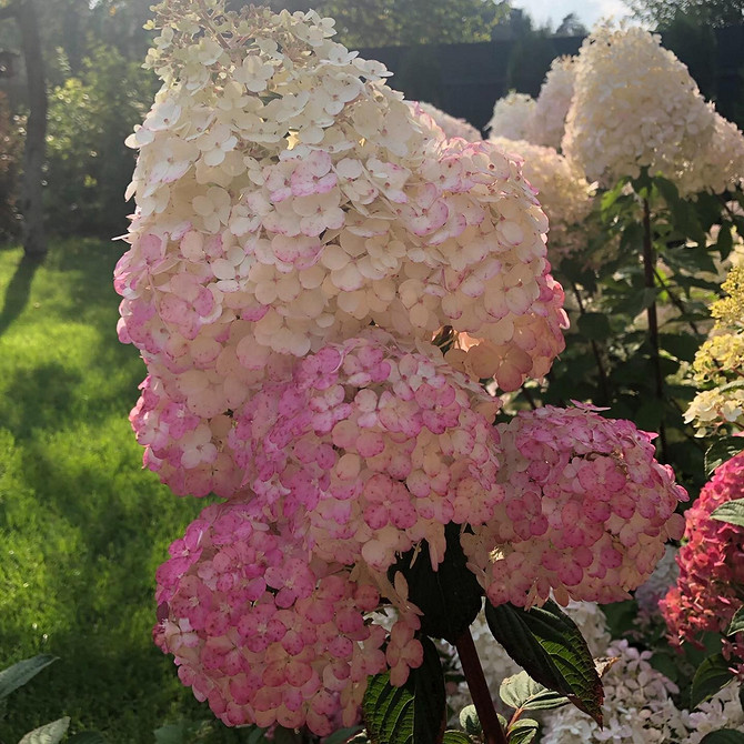 Жива огорожа з гортензій Використання гортензій в ландшафтному дизайні для створення живої огорожі.