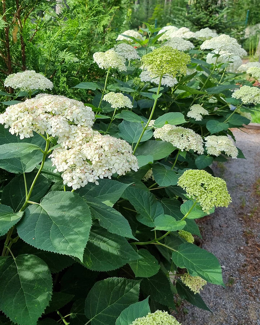 Ідеї для квітника Гортензія в ландшафтному дизайні: ідеї для гарного квітника та поєднання кольорів.