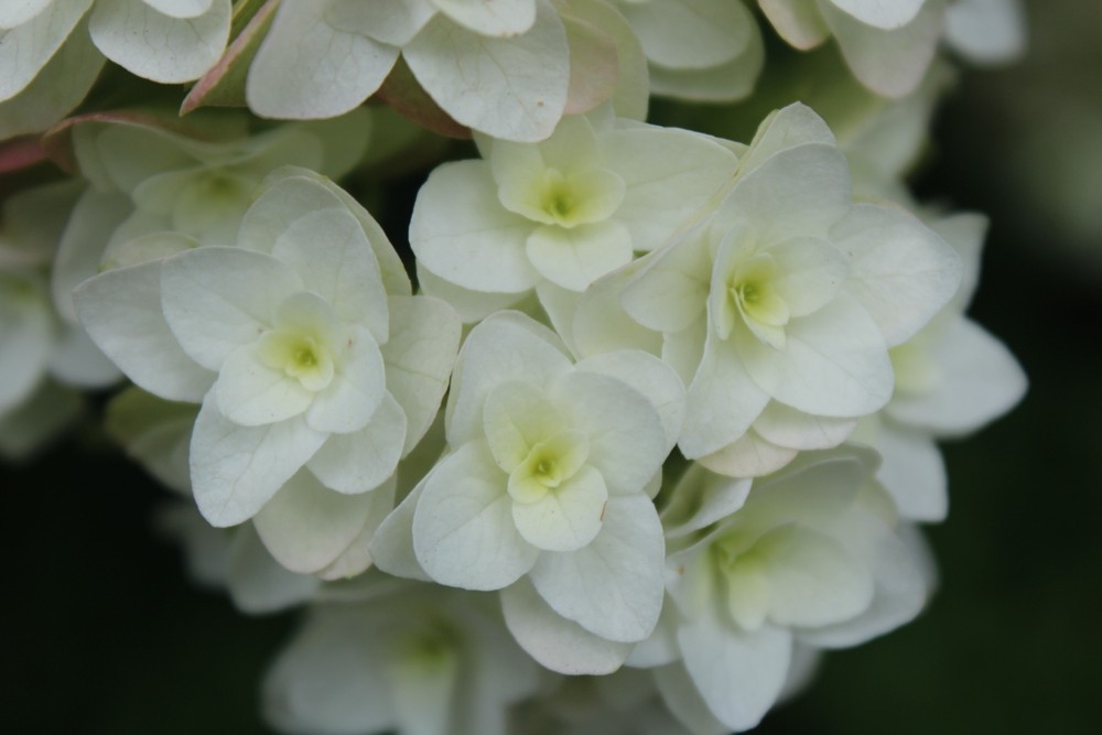 Поєднання з квітами Гортензія в ландшафтному дизайні: поєднання з іншими квітучими рослинами в саду.