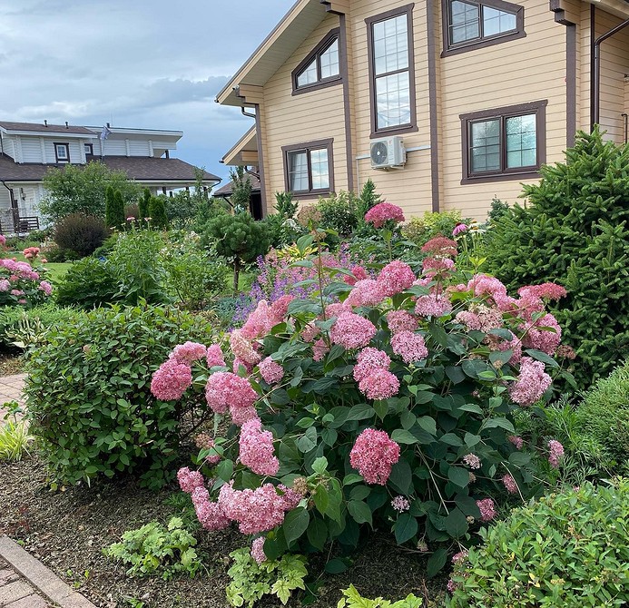 Квітучі кущі Квітучі кущі гортензій в ландшафтному дизайні: ідеї для красивого саду.