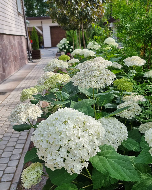 Садові гортензії Квітучі кущі гортензії в саду, гармонійне поєднання з декоративною травою.