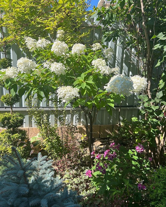 Гортензія та компаньйони Поєднання гортензій з іншими рослинами: ідеї для створення красивого квітника.