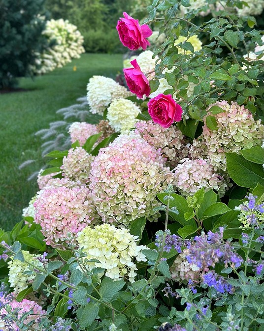 Гортензії для озеленення Квітник з гортензіями: красиві ідеї для ландшафтного дизайну та озеленення.