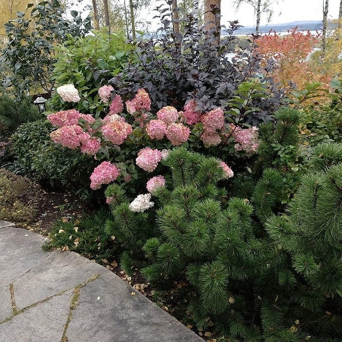 Натхнення гортензіями Надихаючі ідеї для використання гортензій в ландшафтному дизайні вашого саду.