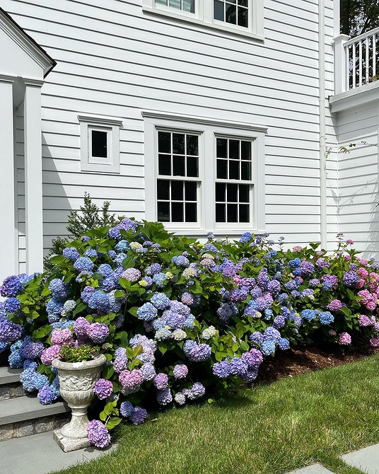 Морозостійкі гортензії Морозостійкі сорти гортензій в ландшафтному дизайні: красиві та витривалі кущі.