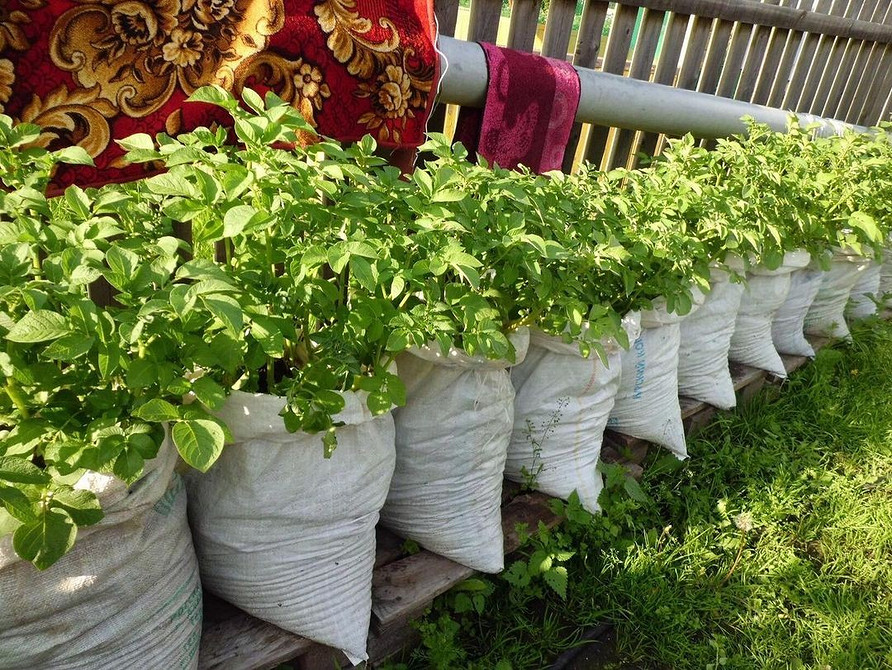 Захист від холоду Вирощування огірків на відкритому ґрунті, захист від низьких температур.