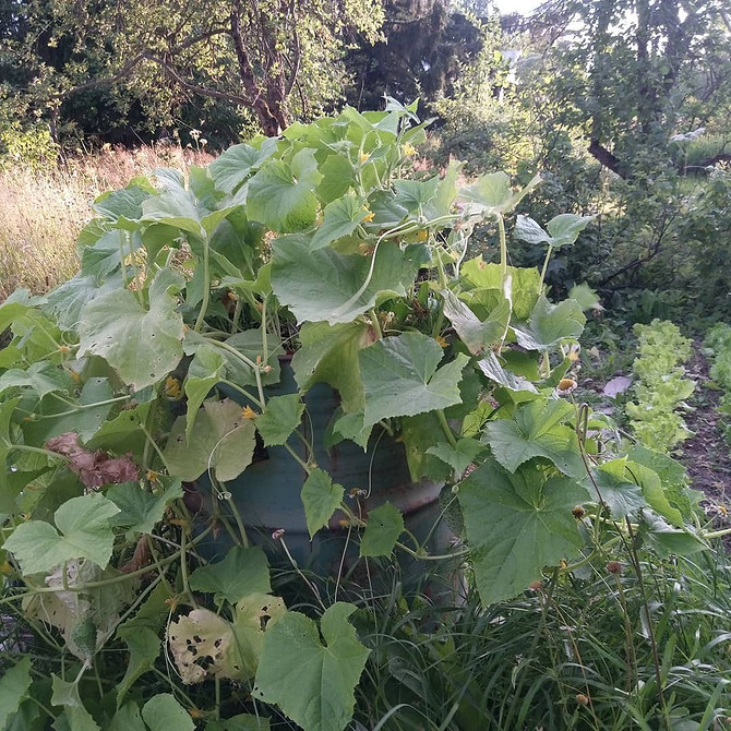 Підготовка ґрунту Підготовка ґрунту для вирощування огірків у відкритому ґрунті.
