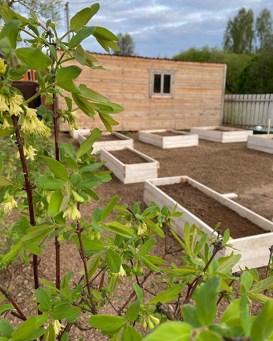 Схема посадки огірків Схема посадки огірків у відкритому ґрунті для забезпечення найкращого врожаю.