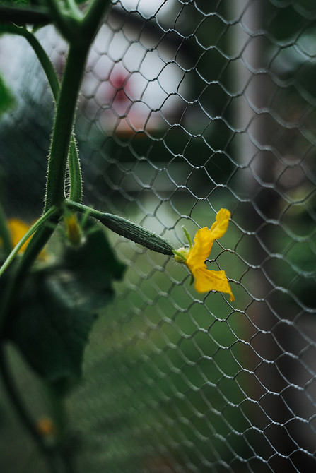Мульчування огірків Різні види матеріалів для мульчування грядок з огірками у відкритому ґрунті.