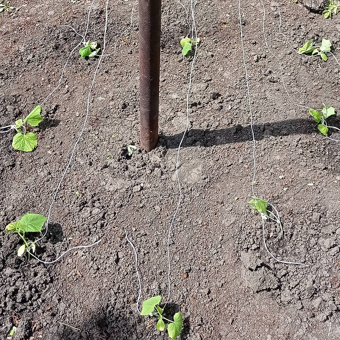 Грядки для огірків Різні види грядок для вирощування огірків у відкритому ґрунті: схеми та інструкції.