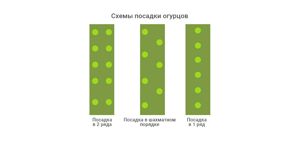 Схема посадки огірків Схема посадки огірків у відкритому ґрунті для оптимального росту.