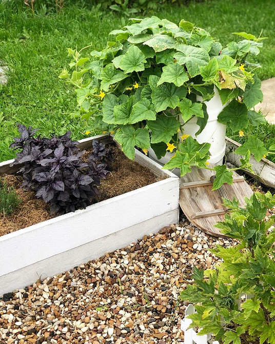 Опори для огірків Різні види опор для вирощування огірків на відкритій грядці.