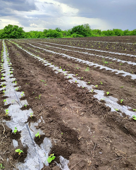 Стійкість до холоду Приклад грядки для огірків, стійких до низьких температур.
