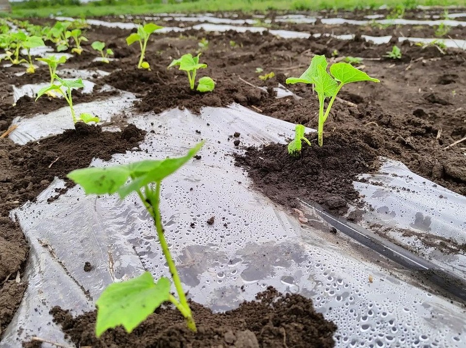 Грядки для огірків Різні види грядок для вирощування огірків у відкритому ґрунті.
