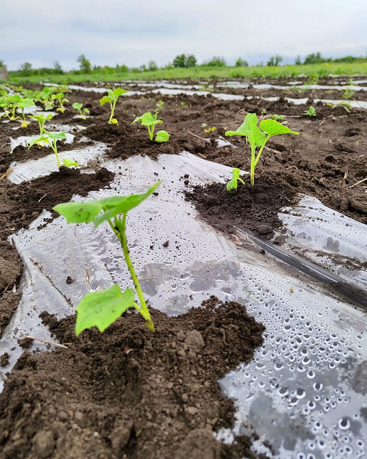 Грядки: Ідеї та реалізація Різні види грядок для вирощування огірків у відкритому грунті: ідеї та реалізації.