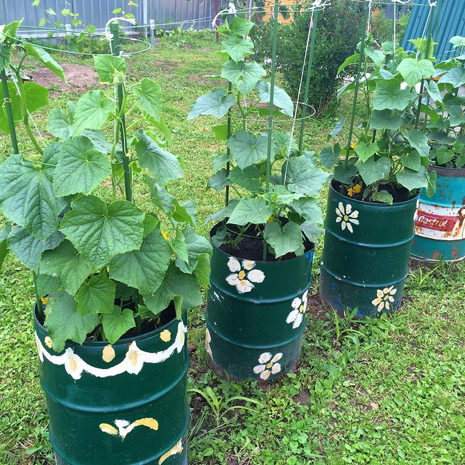 Дизайн грядки Сучасні грядки для огірків у відкритому ґрунті, дизайн.