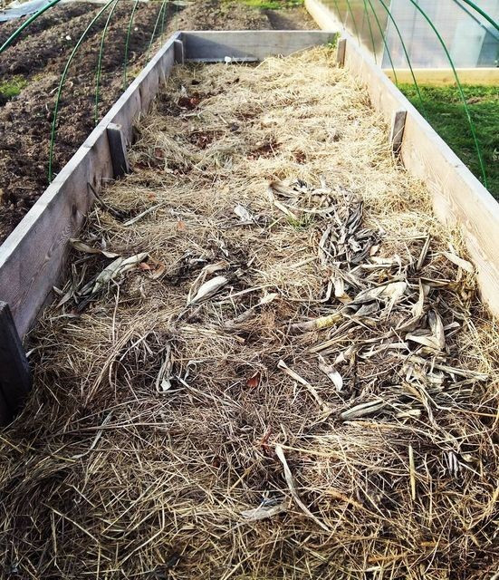 Органічне вирощування огірків Вирощування огірків у відкритому ґрунті з використанням органічних методів землеробства.