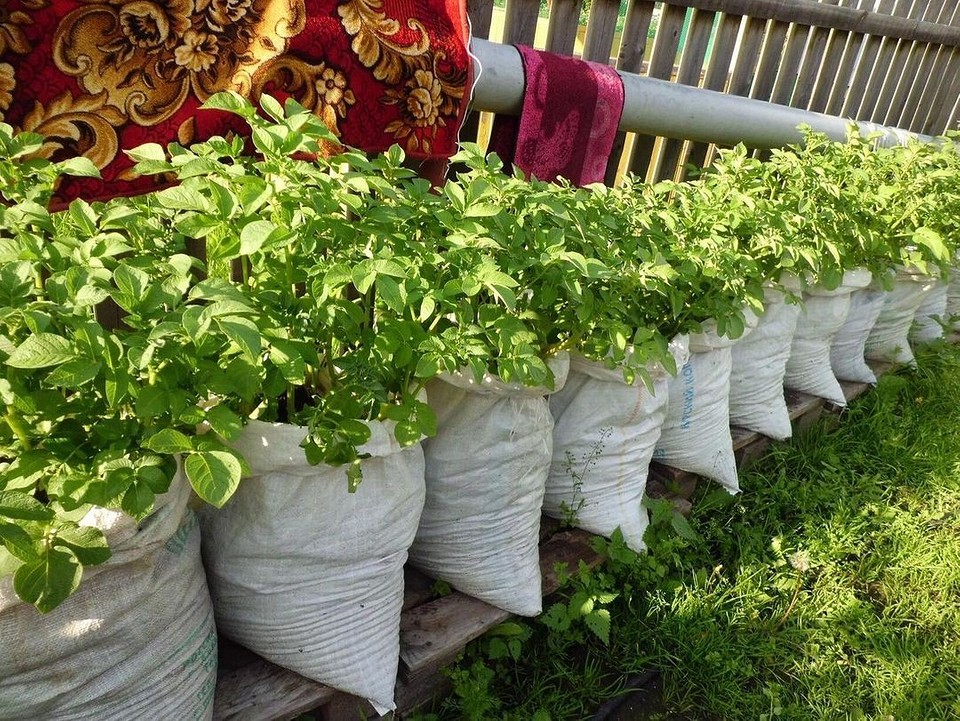 Органічні огірки Органічне вирощування огірків у відкритому ґрунті на грядці.