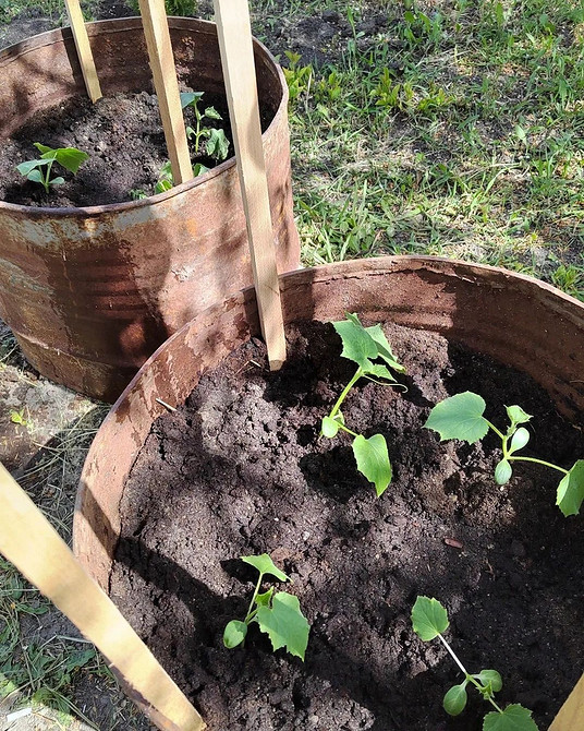 Мульчування огірків Приклад грядки для огірків з використанням мульчі.