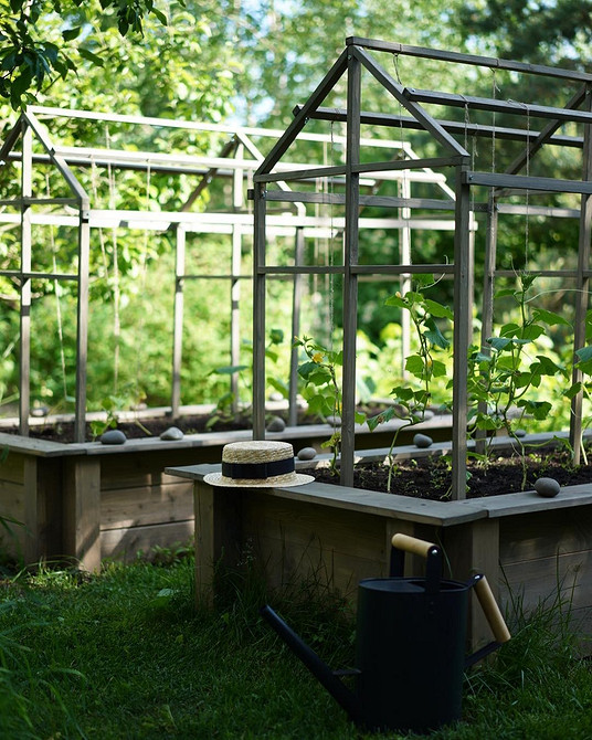 Схема посадки огірків Схема посадки огірків у відкритому ґрунті для гарного врожаю.