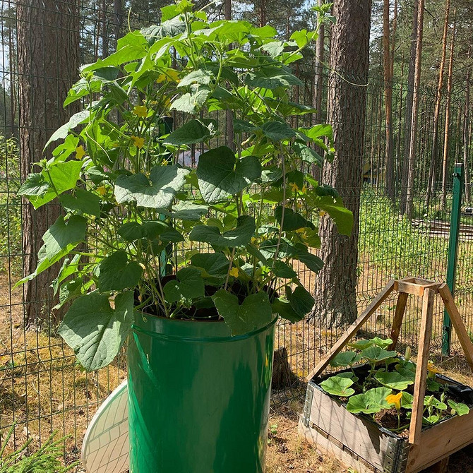 Вертикальні огірки Вертикальні грядки для огірків у відкритому ґрунті, економія простору.