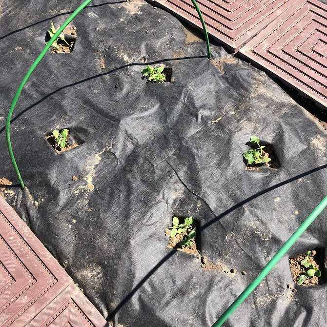 Вертикальна грядка 2026 Вертикальна грядка для огірків: ефективне використання простору на ділянці.