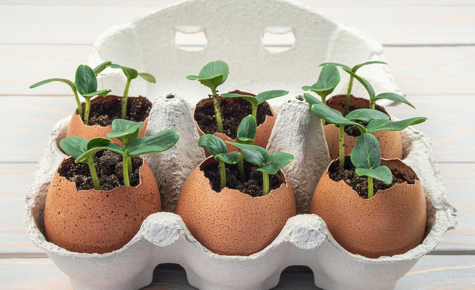 Троянди і шкаралупа Використання яєчної шкаралупи в саду для підживлення троянд кальцієм та захисту від хвороб.