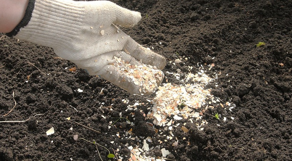 Дрібнимо шкаралупу Приготування добрива з яєчної шкаралупи в домашніх умовах. Подрібнення шкаралупи.